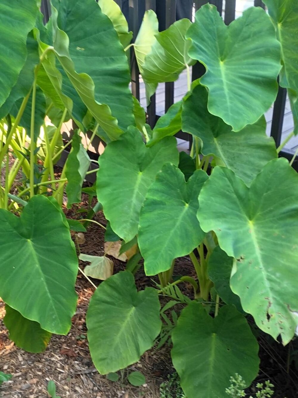LOT OF 6 Elephant Ear Root Live Plants Tropical Colocasia Large Green Foliage